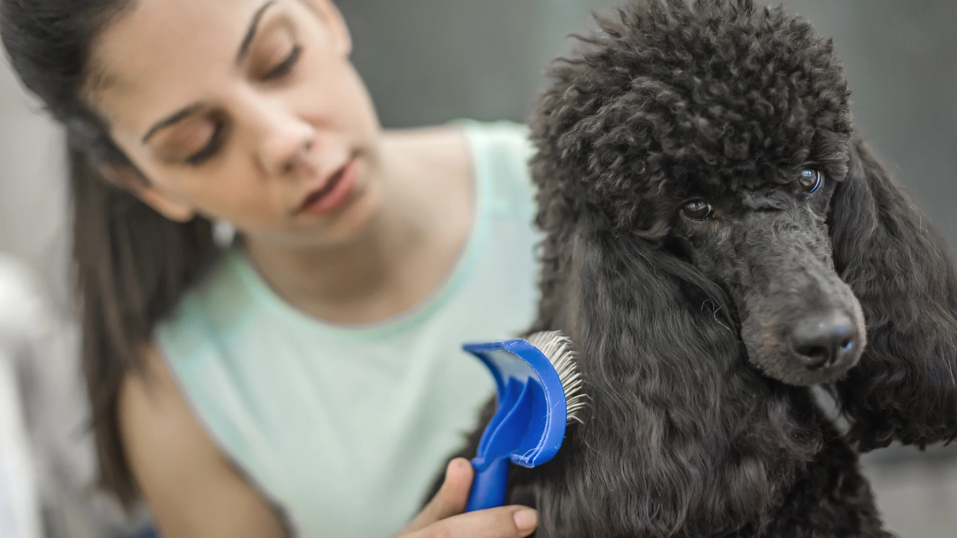 Caída del pelo en mi mascota