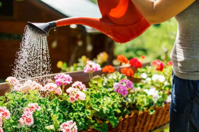 Regar tus plantas una vez a la semana es un error: este experto explica por qué Regar tus plantas una vez a la semana es un error: este experto explica por qué