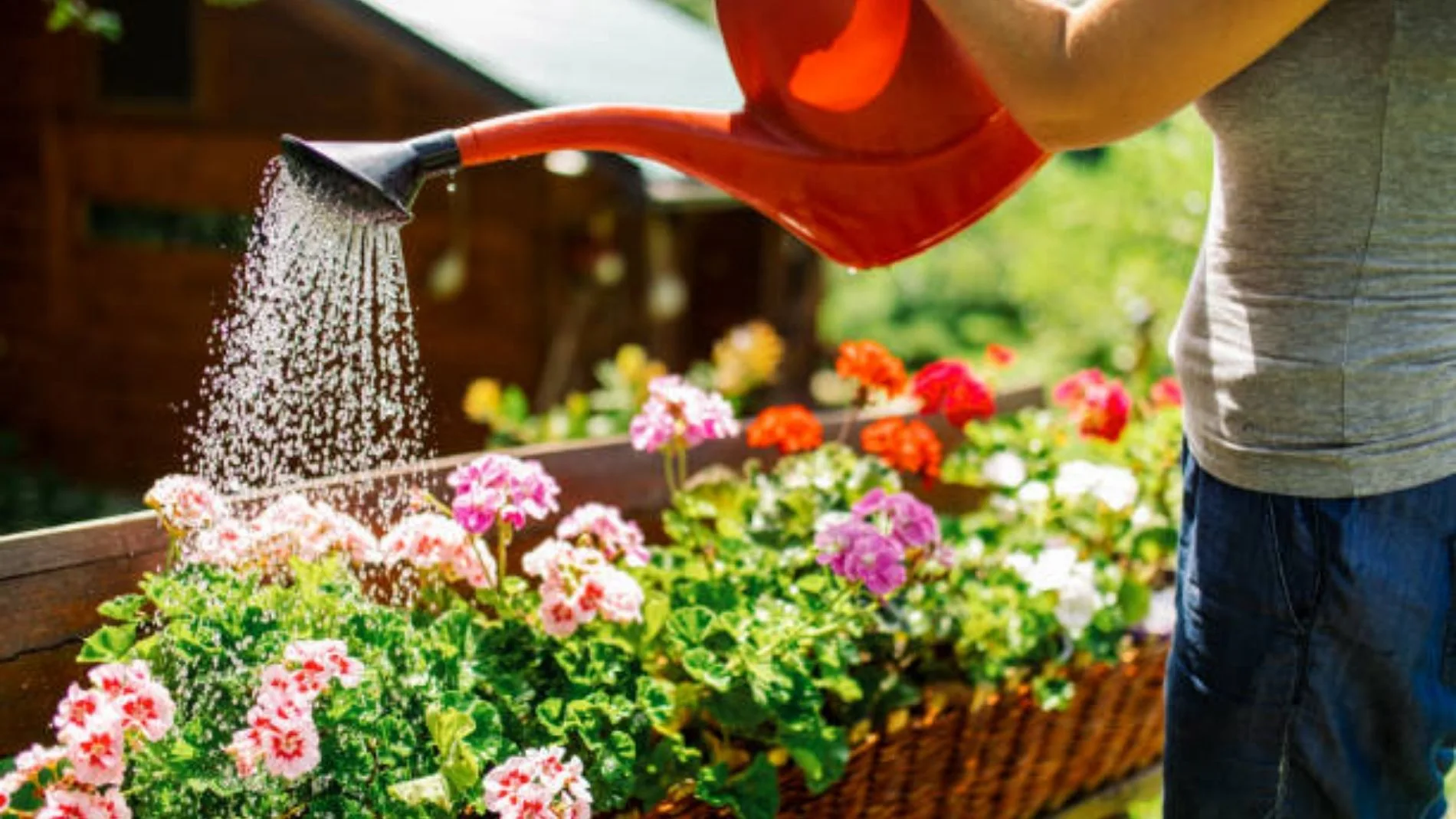 Regar tus plantas una vez a la semana es un error: este experto explica por qué