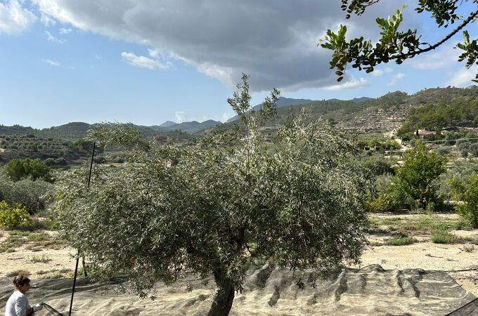 Uno de los cultivos de secano que se ha visto beneficiado por la lluvia de la dana Alice es el olivar; en la imagen, Rellu