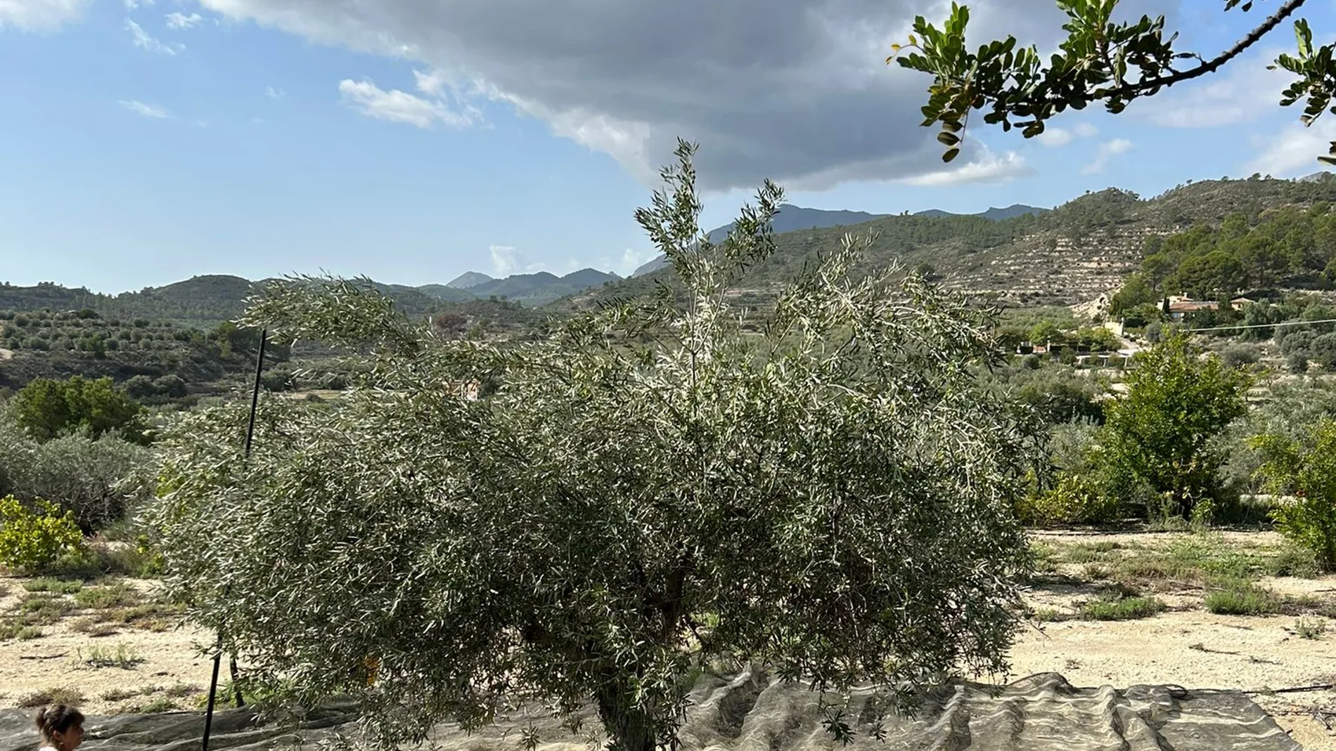 Uno de los cultivos de secano que se ha visto beneficiado por la lluvia de la dana Alice es el olivar; en la imagen, Rellu