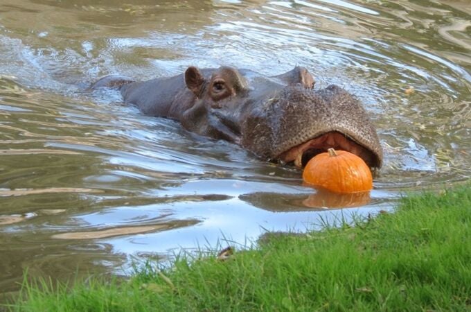 MADRID.-El zoo de Madrid se viste de Halloween "salvaje" con calabazas y sospresas para tigres, rinocerontes y elefantes