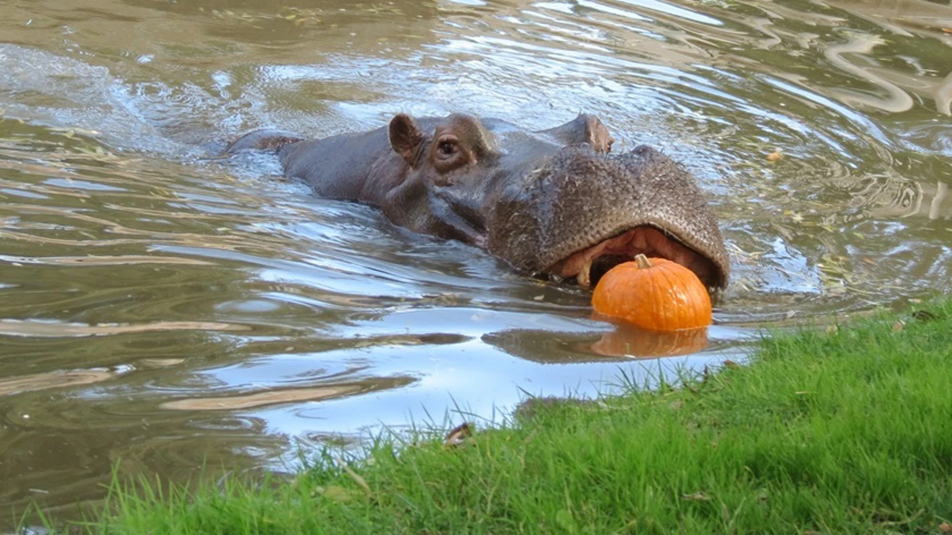MADRID.-El zoo de Madrid se viste de Halloween "salvaje" con calabazas y sospresas para tigres, rinocerontes y elefantes