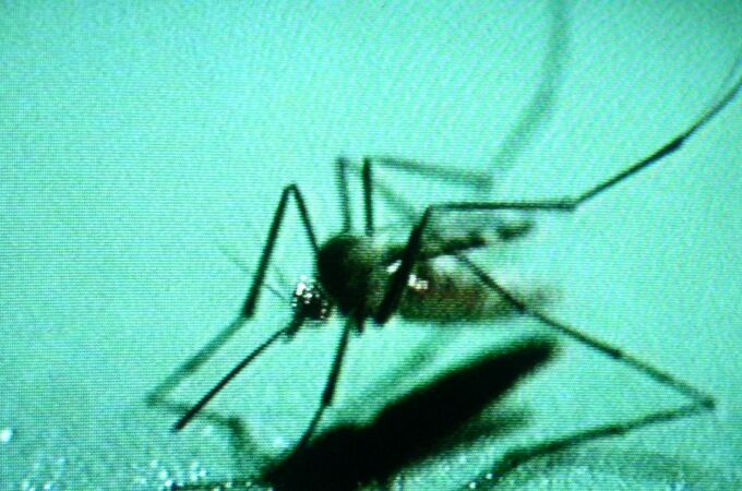 El virus es transmitido por un mosquito del genero culicoides