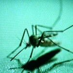 La enfermedad es transmitida por un mosquito La enfermedad es transmitida por un mosquito