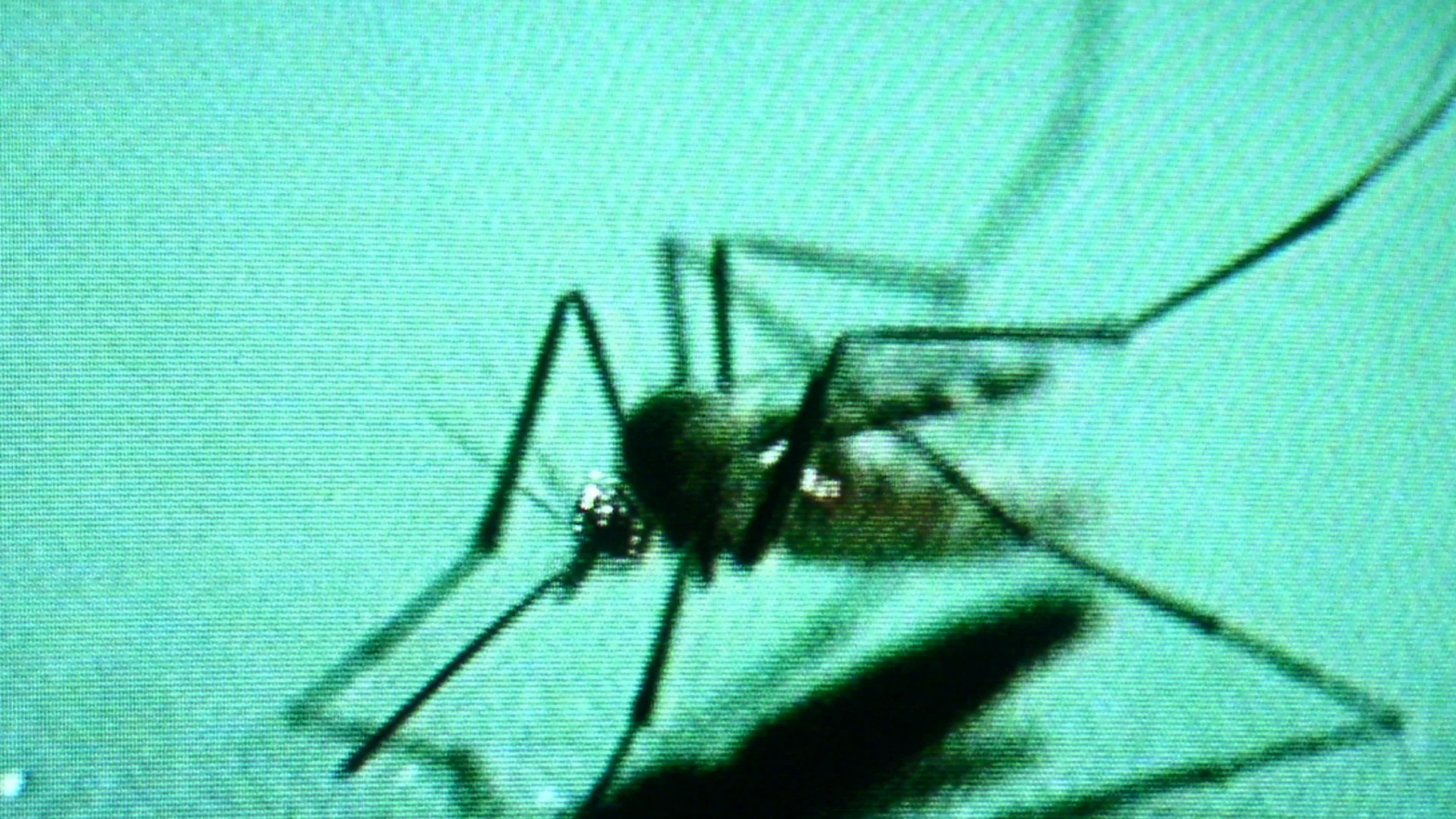 La enfermedad es transmitida por un mosquito