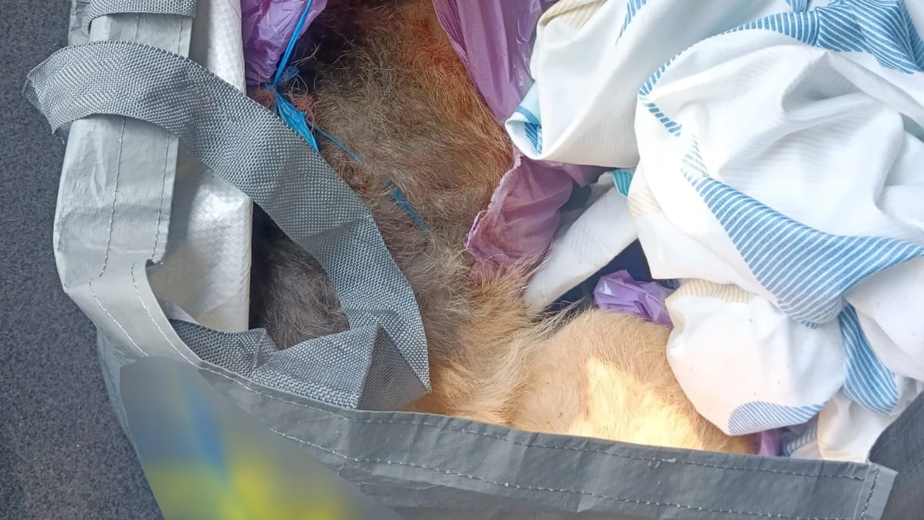 Cadáver del perro en el intermedio de una bolsa