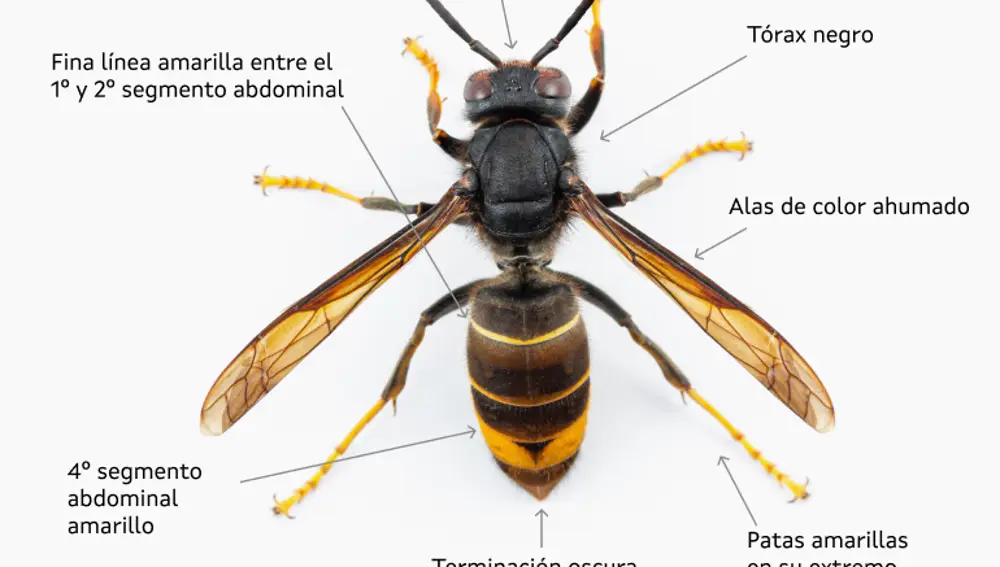 Avispa velutina
