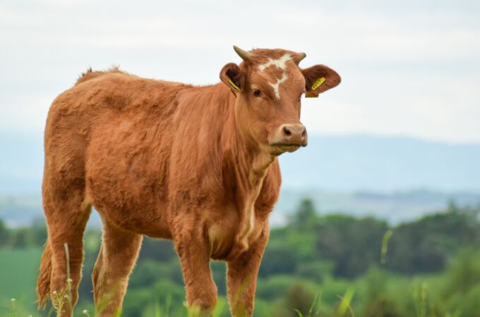 La carne en España se encarece un 12% y se acerca a precios de récord histórico