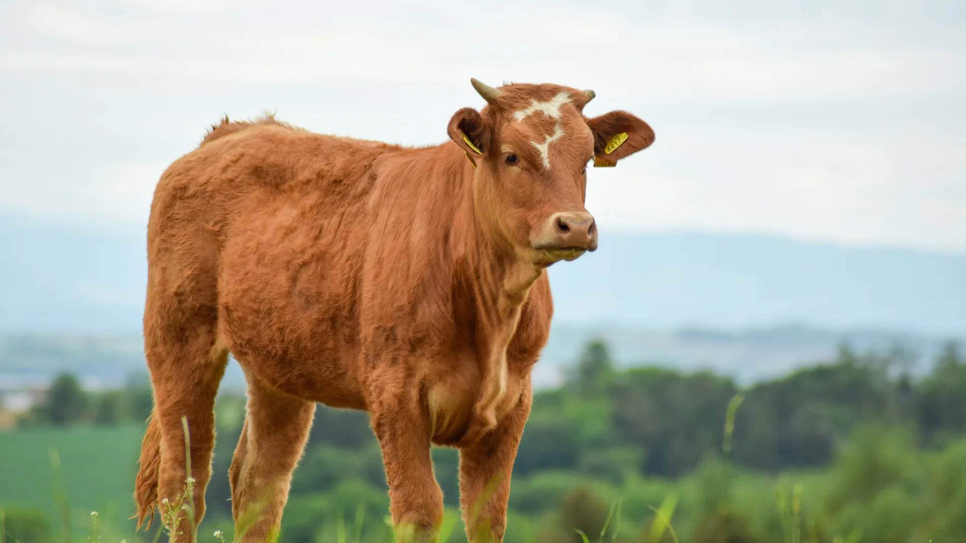 La carne en España se encarece un 12% y se acerca a precios de récord histórico