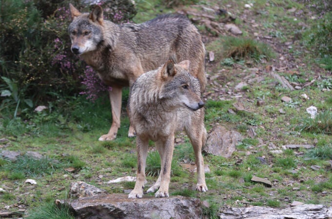 El centro del lobo ibérico de Castilla y León Félix Rodríguez de la Fuente cumple diez años