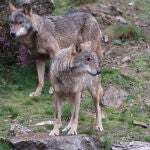 El centro del lobo ib&eacute;rico de Castilla y Le&oacute;n F&eacute;lix Rodr&iacute;guez de la Fuente cumple diez a&ntilde;os