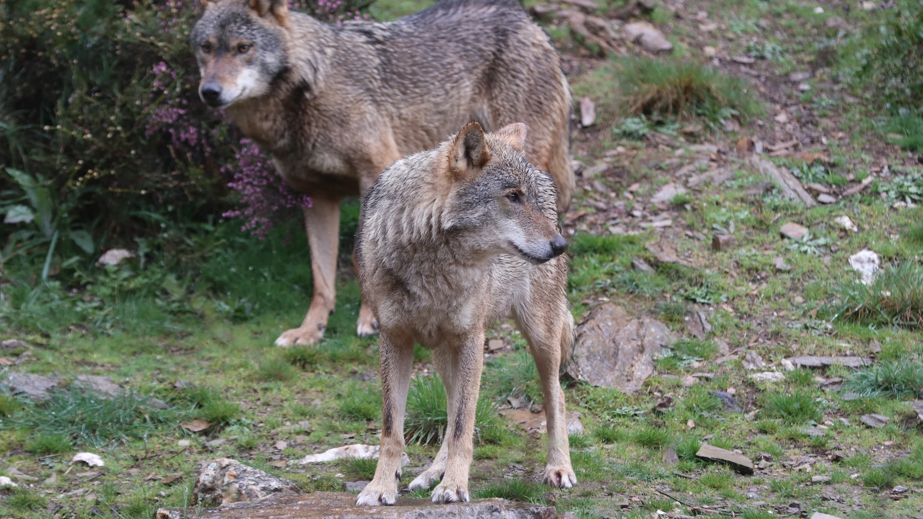 ROBLEDO, ZAMORA. 18/10/2025.- El centro del lobo ibérico de Castilla y León Félix Rodríguez de la Fuente cumple diez años de su inauguración en los que ha mostrado lobos en semilibertad a unos 302.000 visitantes, según ha informado a EFE el director de las instalaciones, el biólogo Pablo Santos. EFE/Mariam A. Montesinos