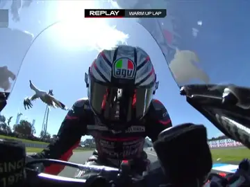 Momento en el que Bezzecchi se encuentra con las gaviotas Momento en el que Bezzecchi se encuentra con las gaviotas