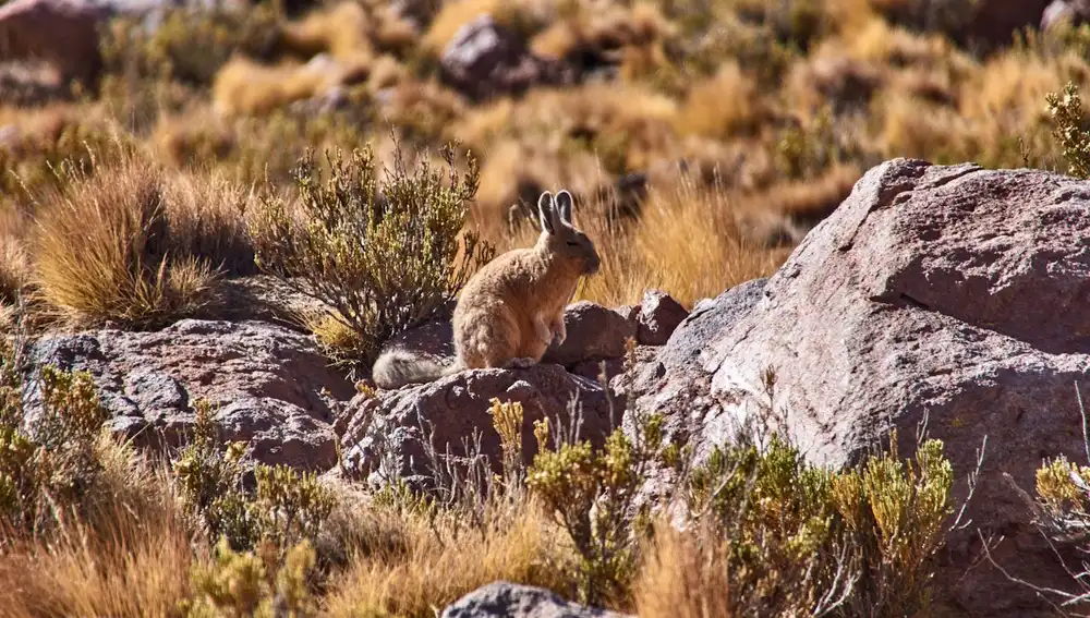 Vizcacha animal