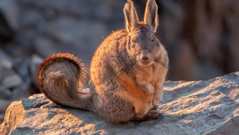 Vizcacha roedor
