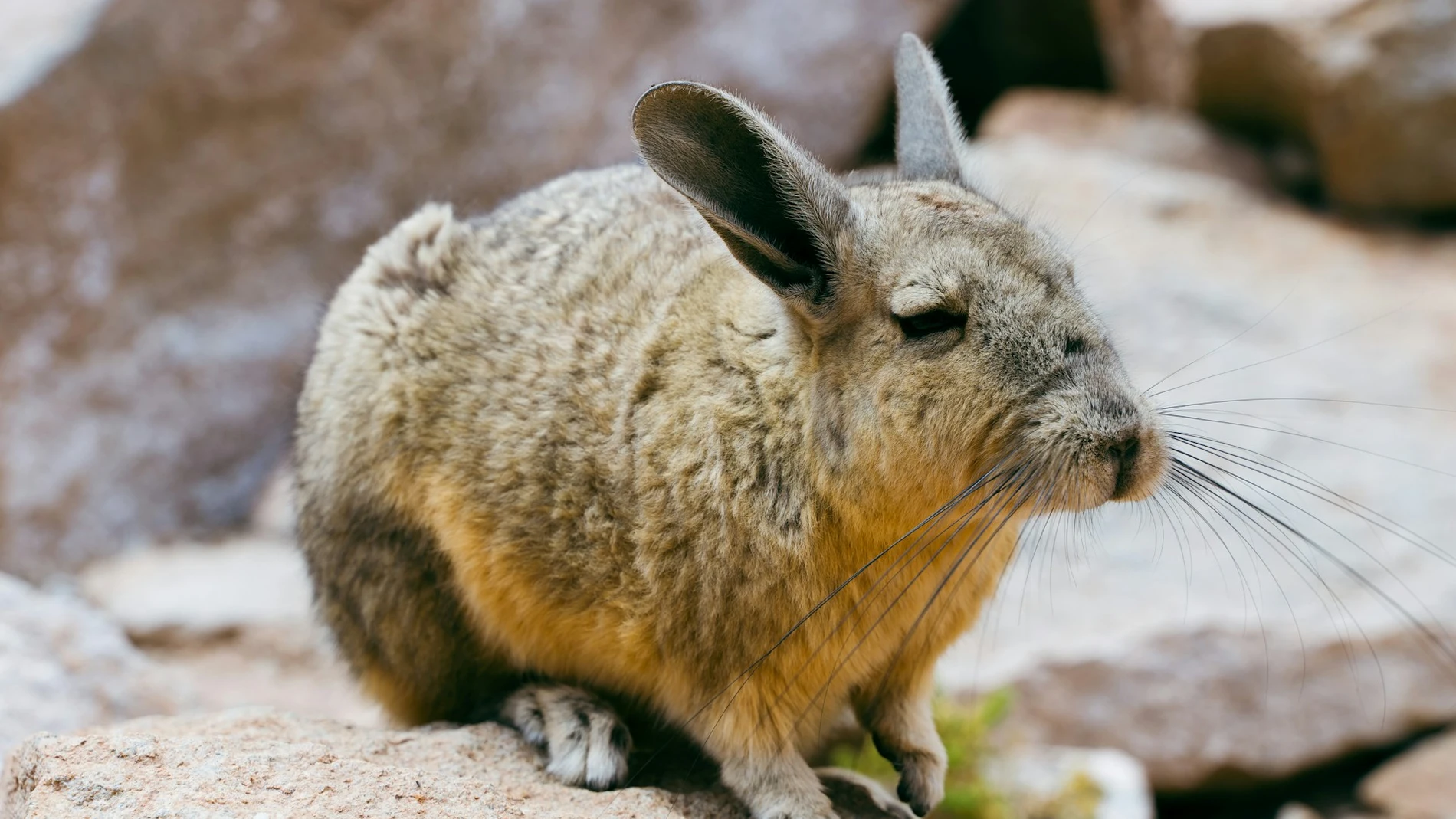 Cono a la 'vizcacha', el curioso roedor con cara de tener sueño constantemente