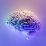 Esta es la edad en la que el cerebro humano alcanza su máximo rendimiento.