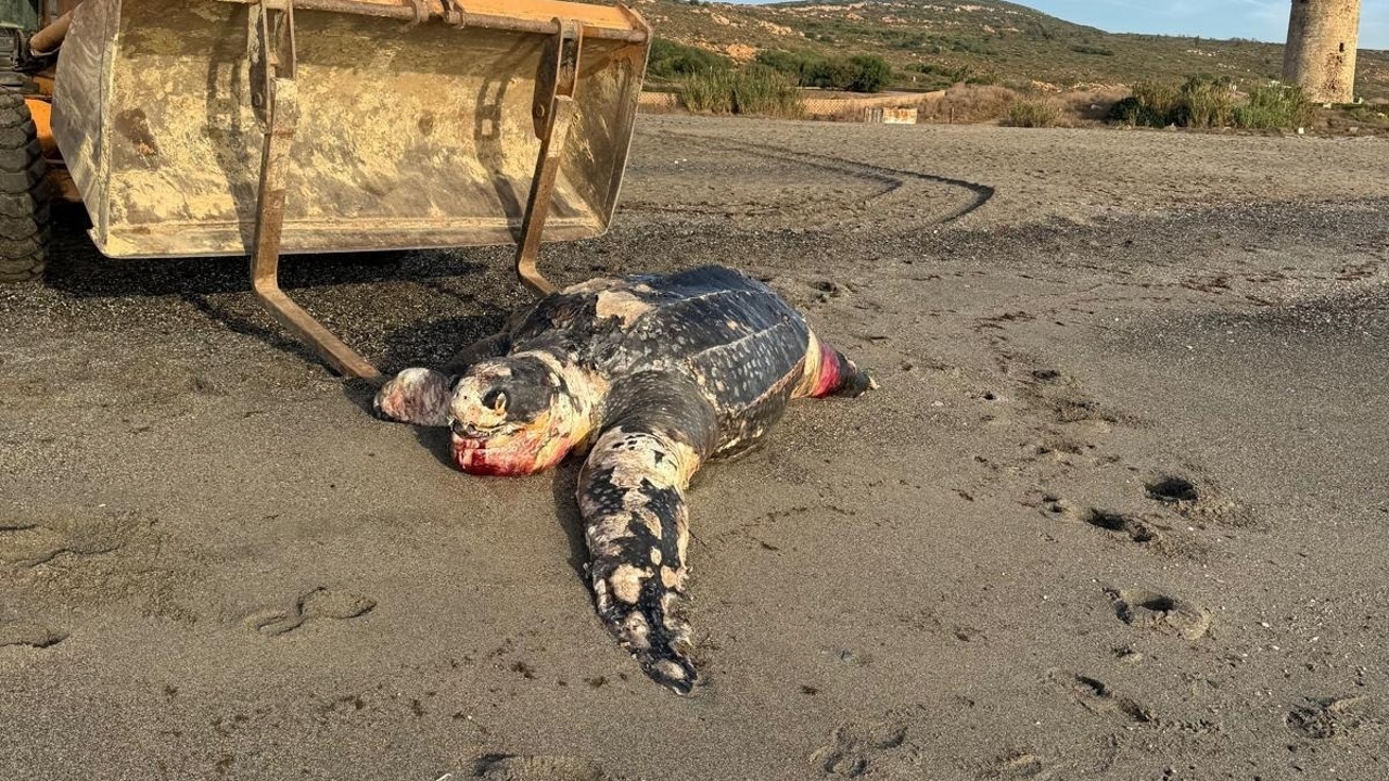 Aparece una tortuga laúd de dos metros muerta en una playa de La Línea de la Concepción