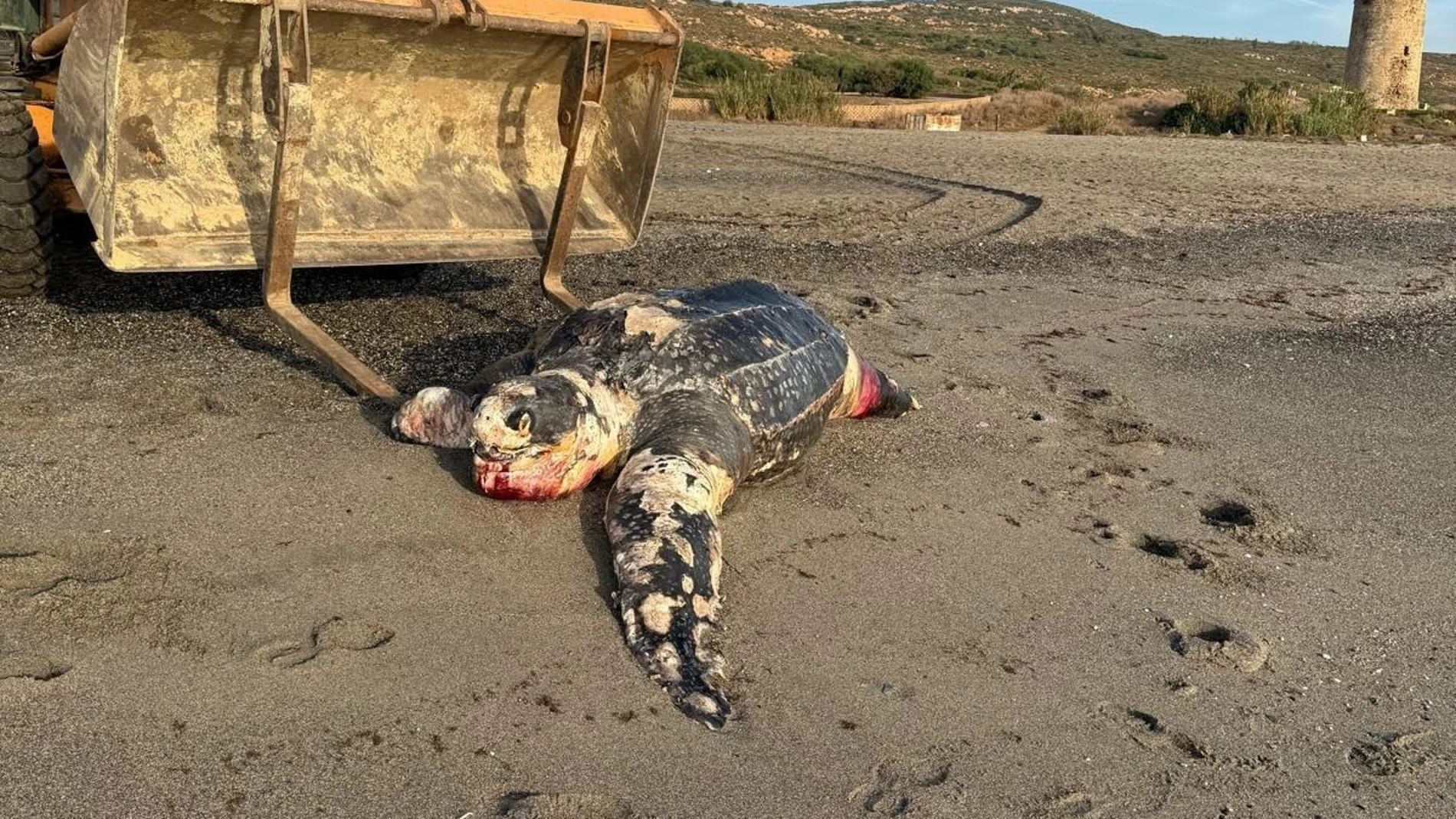 Ejemplar de tortuga laúd aparecida muerta en el litoral de La Línea de la Concepción (Cádiz)