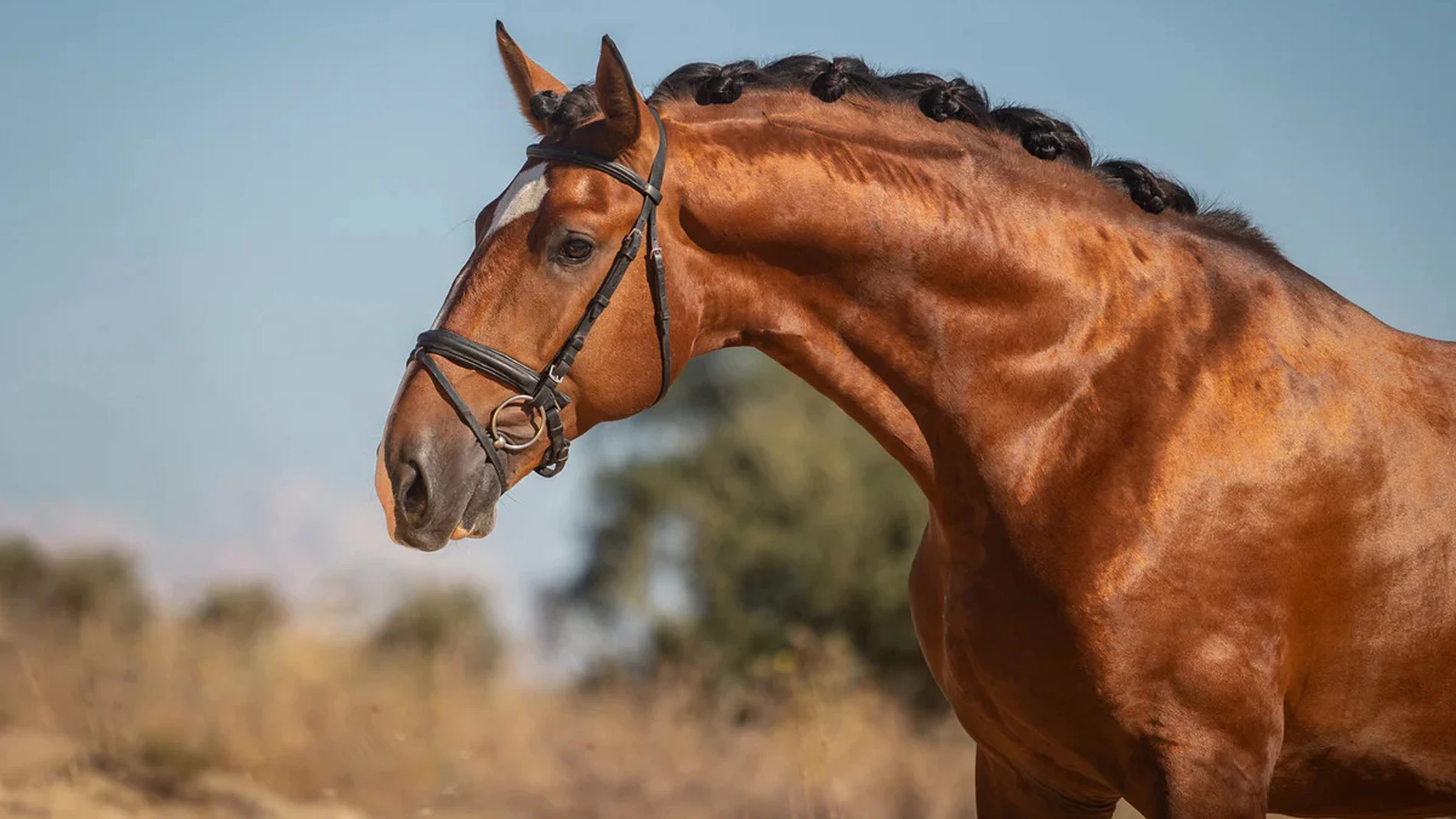 Caballo lusitano