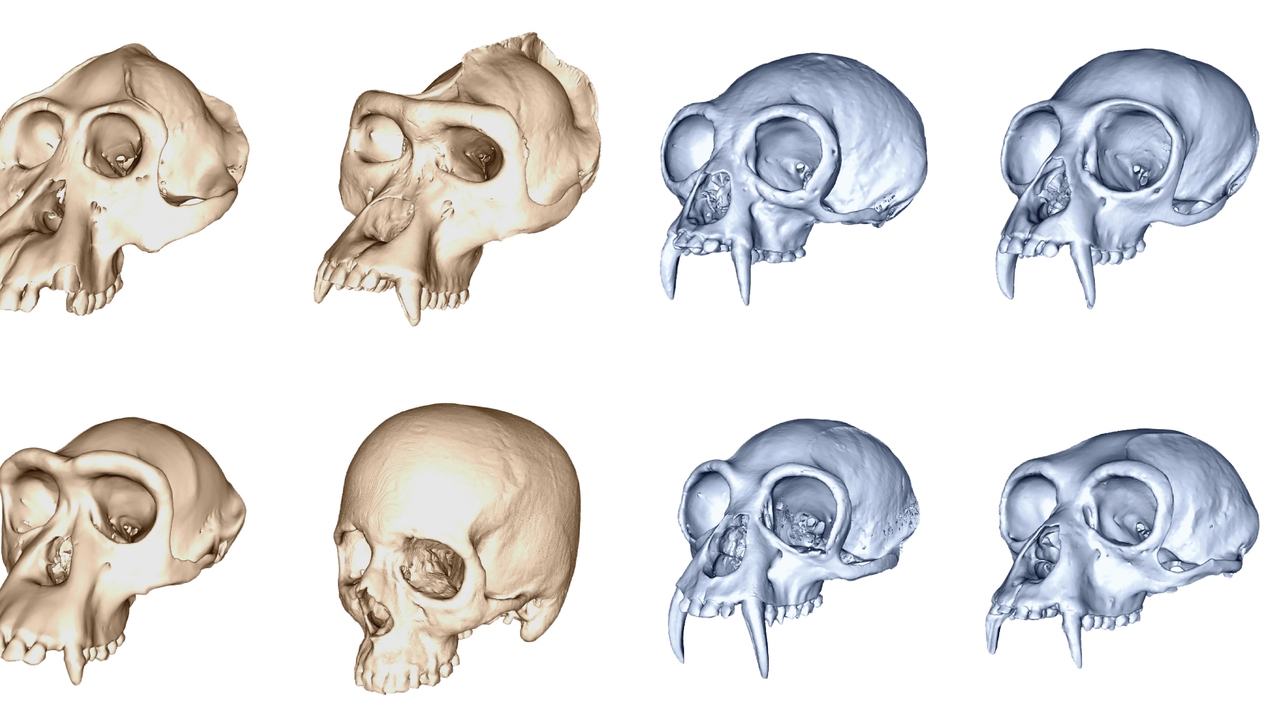 Hemos evolucionado el doble de rápido de lo que “deberíamos” y no sabemos por qué