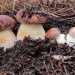 Algunas de las setas que se pueden encontrar en la ruta