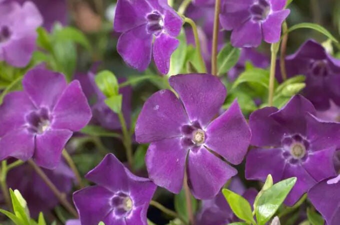 La planta ideal para este invierno: soporta las bajas temperaturas y no requiere cuidados constantes