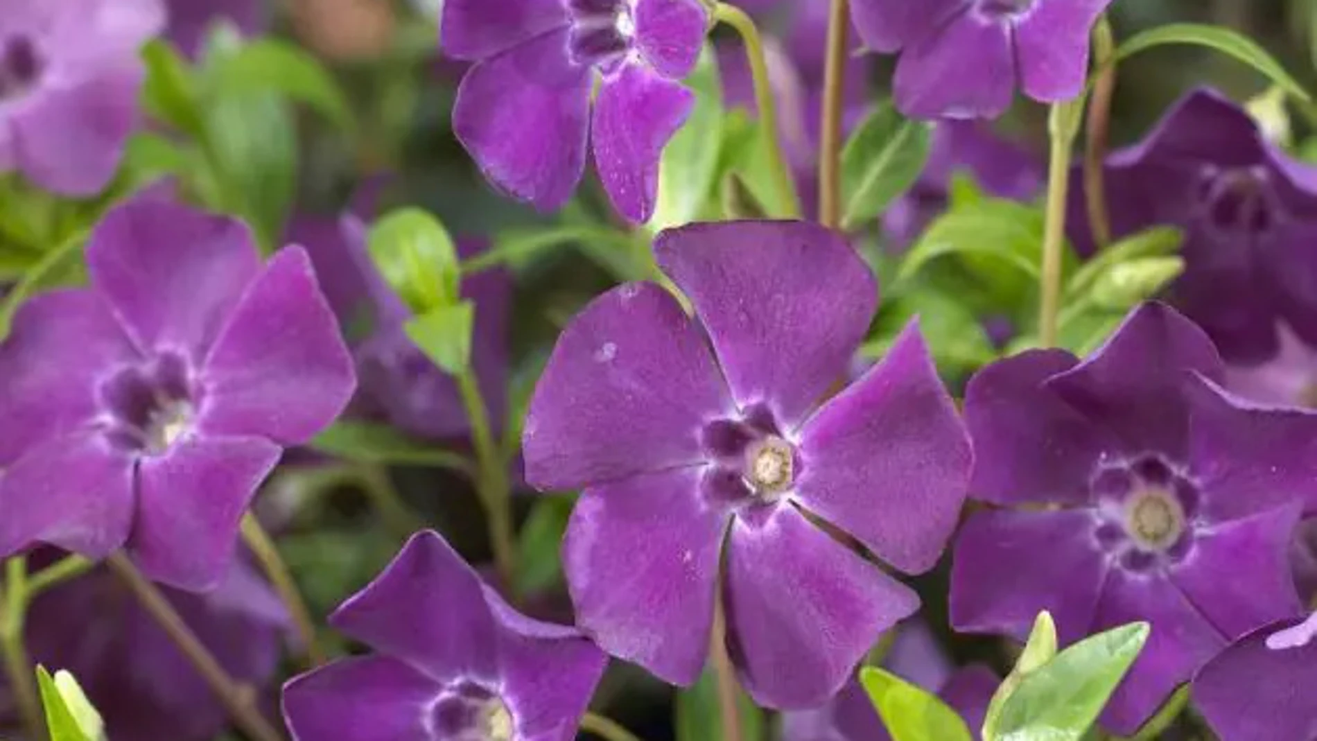 La planta ideal para este invierno: soporta las bajas temperaturas y no requiere cuidados constantes