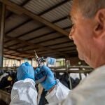 Economía/Ganadería.- Se elevan a 18 los casos de DNC en Girona, con uno nuevo en el Alt Empordà