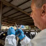Agro.- Se elevan a 18 los casos de DNC en Girona, con uno nuevo en el Alt Empordà