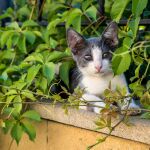 Biólogos de Doñana avisan del impacto de los gatos domésticos en la fauna silvestre Biólogos de Doñana avisan del impacto de los gatos domésticos en la fauna silvestre