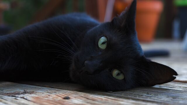 La razón por la que esta ciudad catalana prohíbe adoptar gatos negros hasta después de Halloween