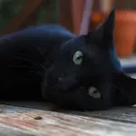 La razón por la que esta ciudad catalana prohíbe adoptar gatos negros hasta después de Halloween