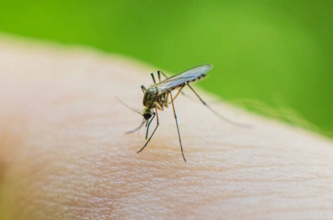 Detectan por primera vez mosquitos en Islandia tras un inusual aumento de temperatura Detectan por primera vez mosquitos en Islandia tras un inusual aumento de temperatura
