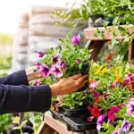 150 tipos de plantas a 1 euro: así es el mercadillo de plantas más famoso del mundo que llega a Madrid