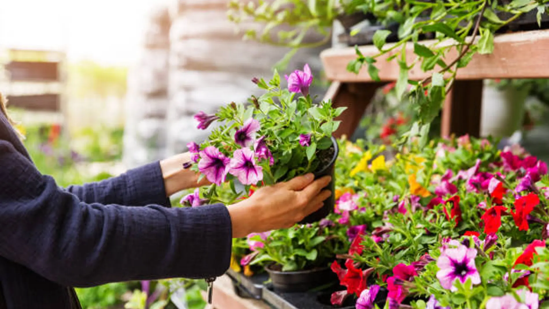 150 tipos de plantas a 1 euro: así es el mercadillo de plantas más famoso del mundo que llega a Madrid