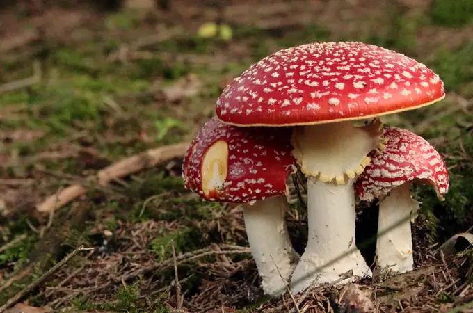 Ni chips, ni silicio: científicos convierten las setas shiitake en procesadores vivos para almacenar datos Ni chips, ni silicio: científicos convierten las setas shiitake en procesadores vivos para almacenar datos