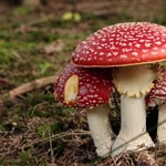 Setas venenosas en España: cómo reconocerlas y evitar intoxicaciones este otoño