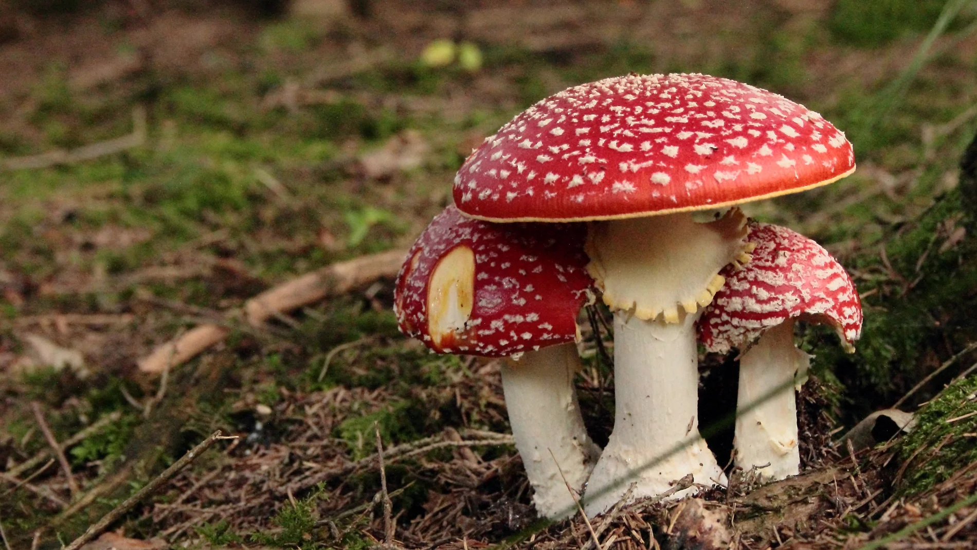 Setas venenosas en España: cómo reconocerlas y evitar intoxicaciones este otoño