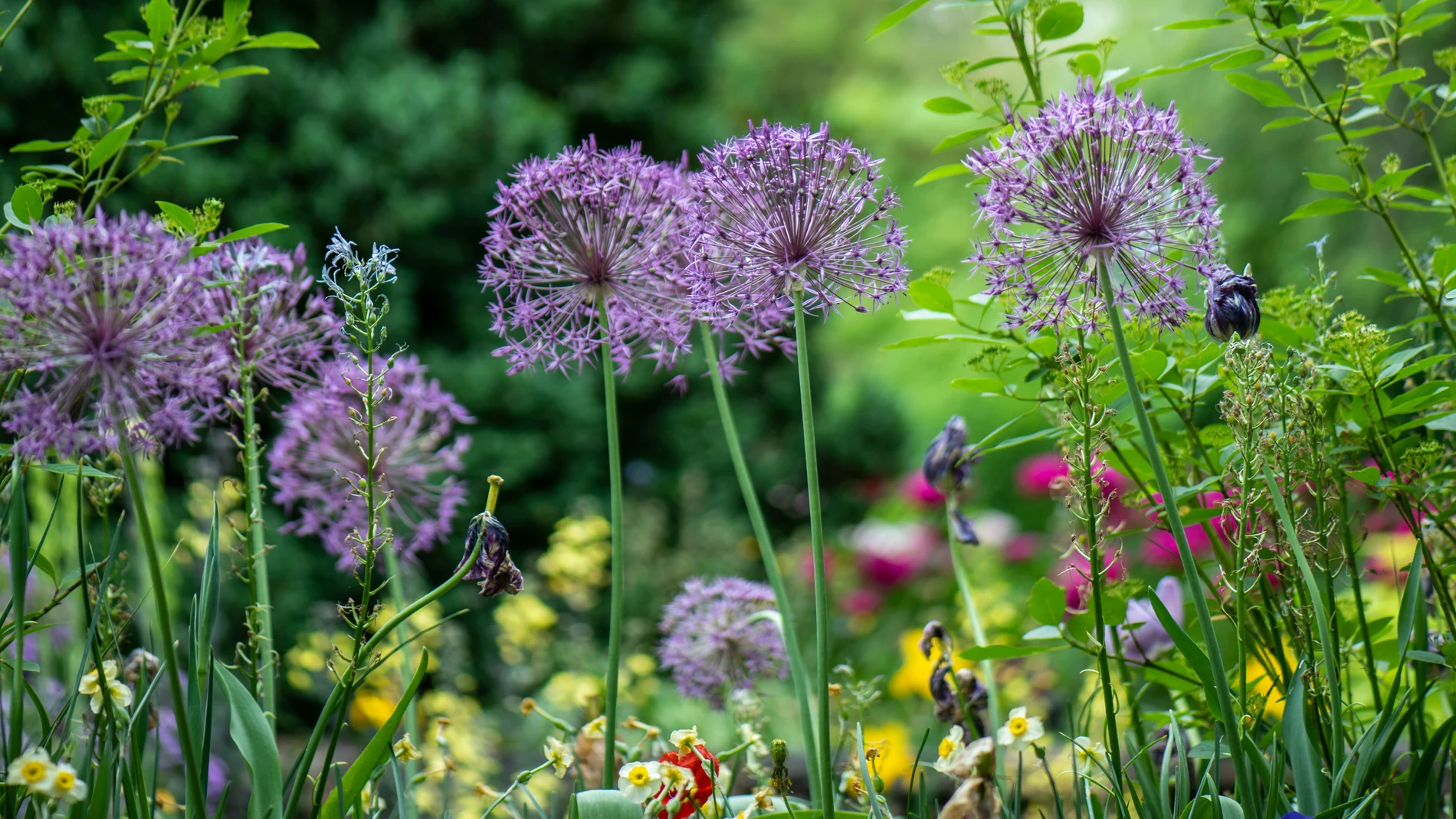 Se insta a los jardineros a hacer agujeros en la cerca del jardín en noviembre (te interesa saber por qué)