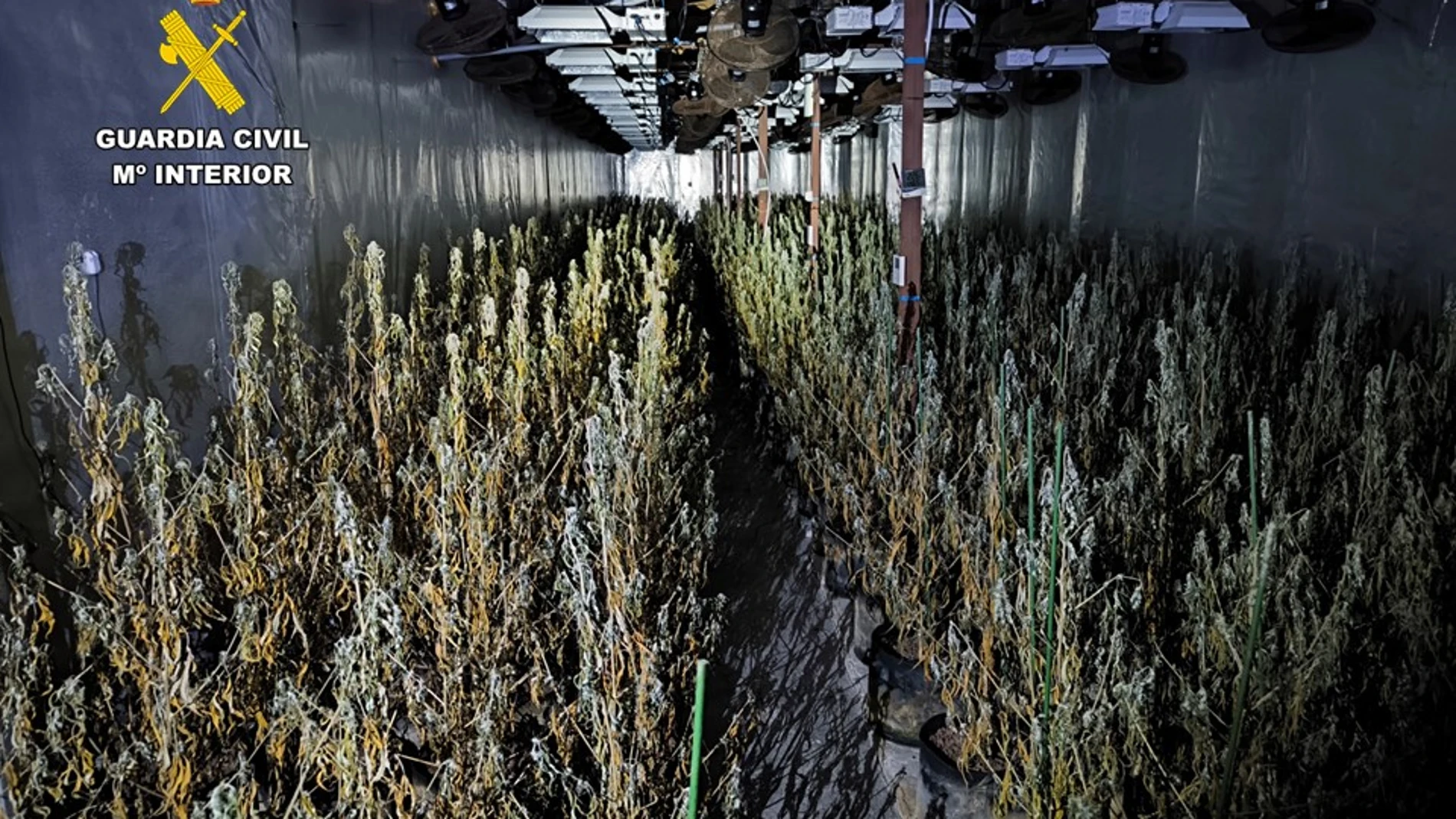 Desmantelan una plantación con más de 2.400 plantas de marihuana en Aspe (Alicante)