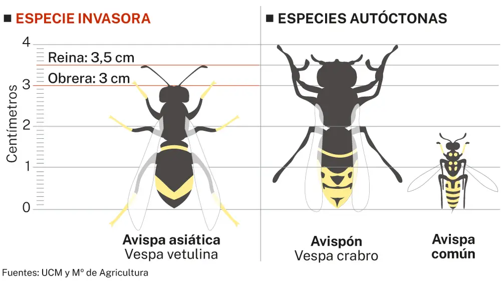 Medidas avispas