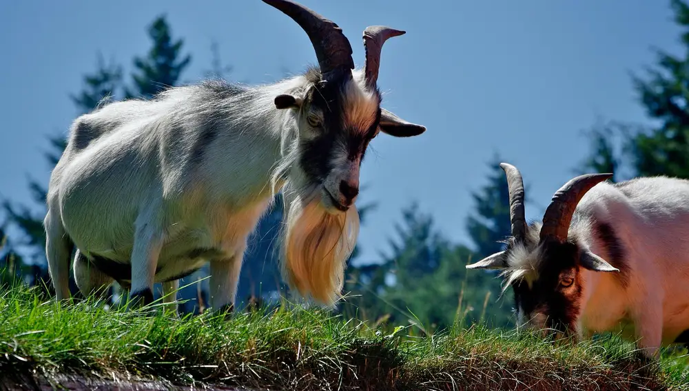 Dos machos cabríos