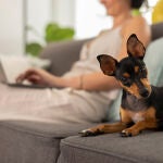 &iquest;Puedo tener una mascota en mi casa? Esto dice la Ley de Propiedad Horizontal