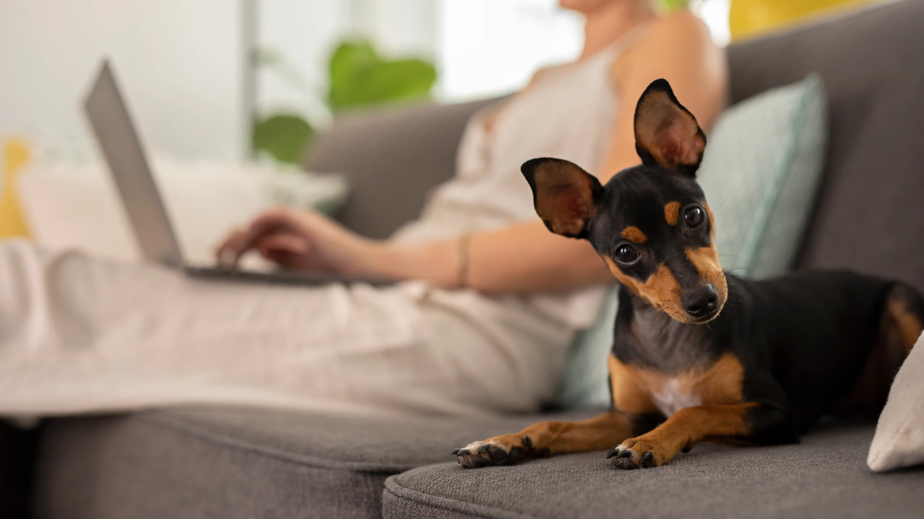 ¿Puedo tener una mascota en mi casa? Esto dice la Ley de Propiedad Horizontal