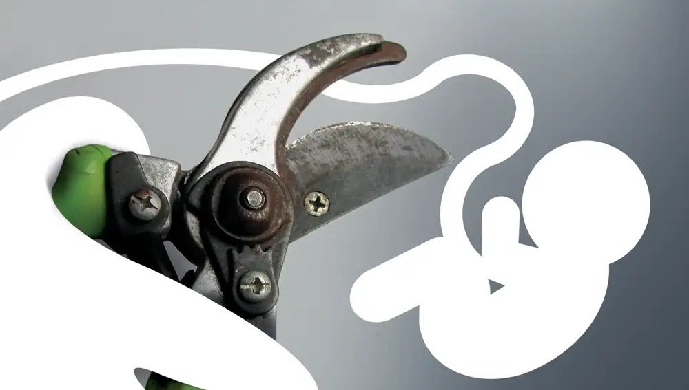 «Como las generaciones de las hojas…»