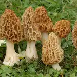 ¿Vas a salir a recoger setas? Pagan una fortuna por estos hongos y los tenemos en nuestros bosques