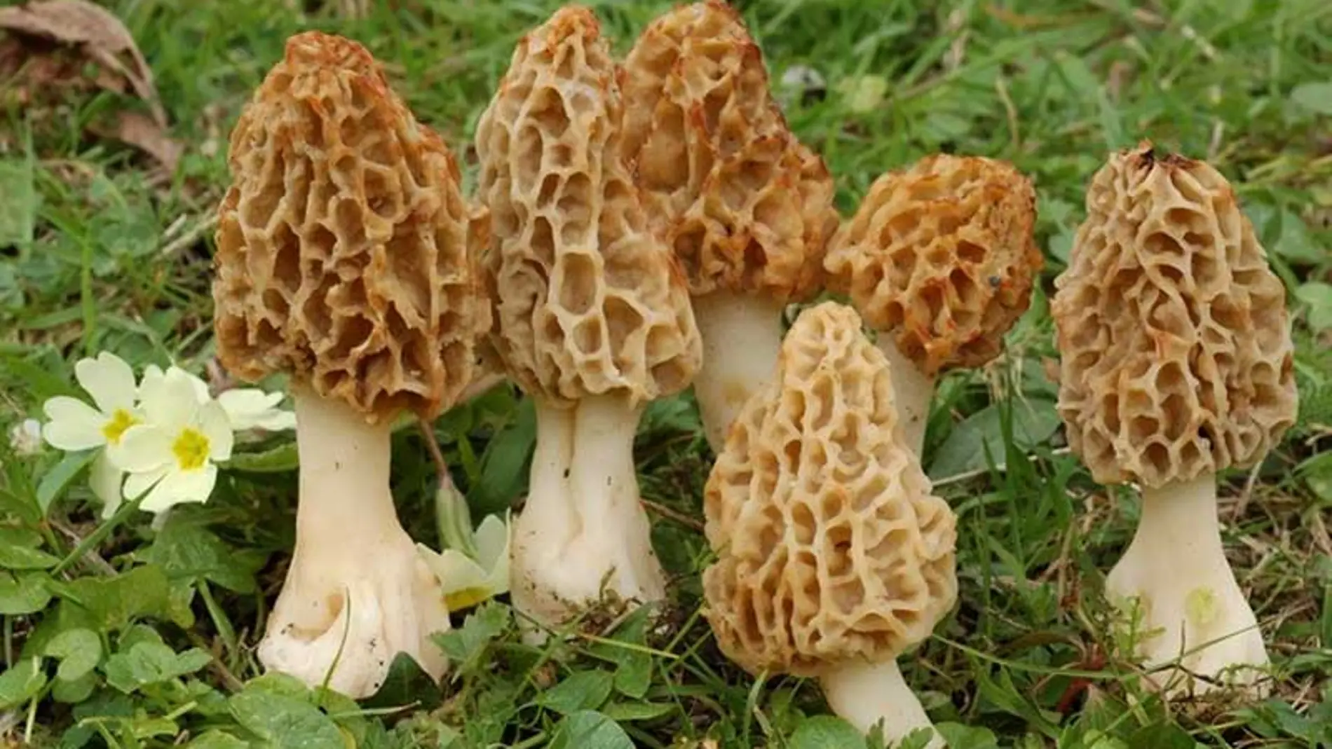 ¿Vas a salir a recoger setas? Pagan una fortuna por estos hongos y los tenemos en nuestros bosques