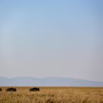 Kenia.- AMP.- Mueren once personas tras estrellarse una avioneta con turistas de camino a la reserva de Masái Mara Kenia.- AMP.- Mueren once personas tras estrellarse una avioneta con turistas de camino a la reserva de Masái Mara